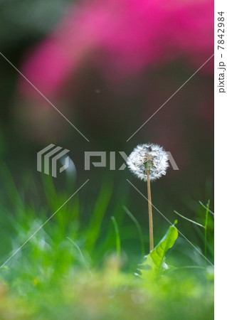 タンポポ 7842984