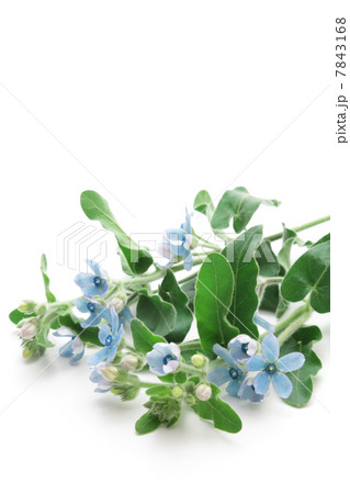 ブルースター 7843168