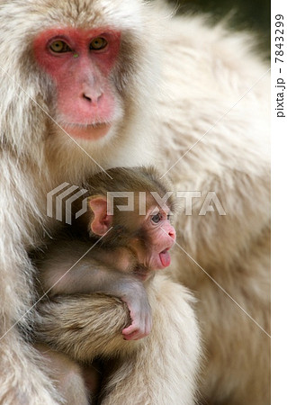 ニホンザル 7843299