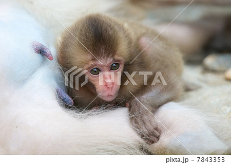 ニホンザル 7843353