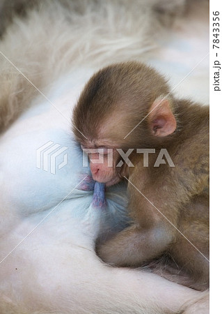 ニホンザル 7843356