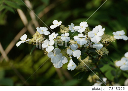 ノリウツギ　糊空木 7843396