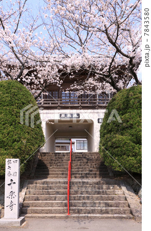 四国霊場第7番札所「十楽寺」桜と山門（遍照殿） 7843580