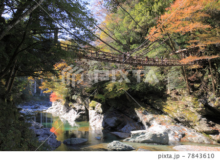 徳島県三好市、秋の「祖谷のかずら橋」 徳島県三好市、秋の「祖谷のかずら橋」 7843610
