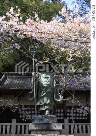 四国霊場第71番札所「弥谷寺」満開の桜と弘法大師像 7843623