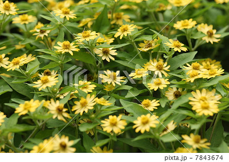 メランポジウム 7843674