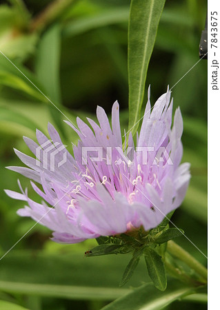 ストケシア 7843675