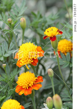マリーゴールド 7843677