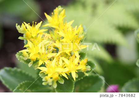 キリンソウ 7843682