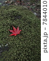 苔とモミジ 7844010