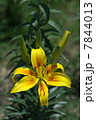 黄色いユリ 7844013