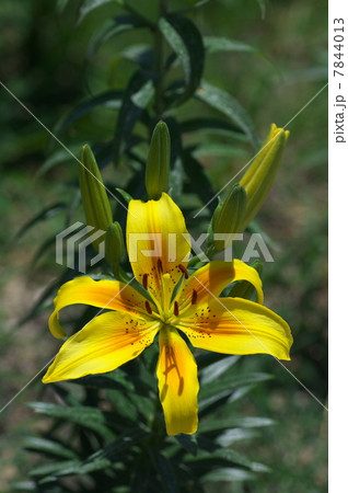 黄色いユリ 7844013