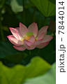 蓮 7844014