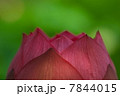 ハスの蕾 7844015