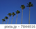 椰子の木 7844016