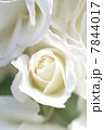 白い薔薇 7844017