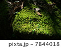 水晶と苔 7844018
