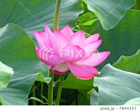 蓮の花 7844357