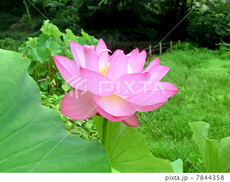 薬師池公園の蓮の花 薬師池公園の蓮の花 7844358