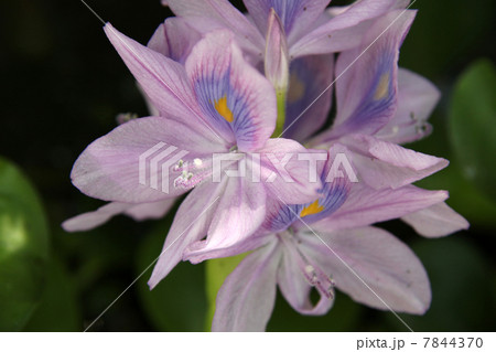 ホテイアオイ 7844370