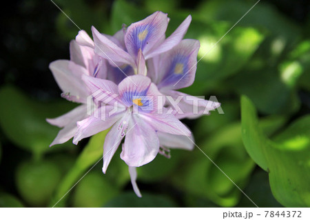 ホテイアオイ 7844372