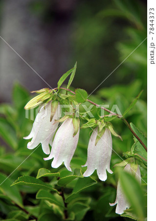 釣鐘草 7844373