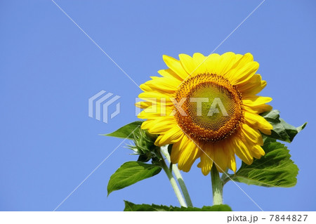 ひまわり 7844827