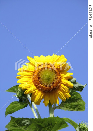 ひまわり 7844828
