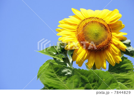 ひまわり 7844829
