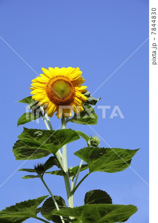 ひまわり 7844830
