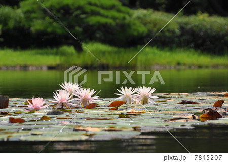 7月花　スイレン・スイレン科109 7845207