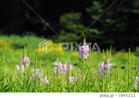 7月花　カクトラノオ・シソ科12 7845212