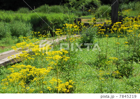 7月 オミナエシ・オミナエシ科63 7月 オミナエシ・オミナエシ科63 7845219