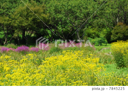 7月 オミナエシ・オミナエシ科57 7月 オミナエシ・オミナエシ科57 7845225