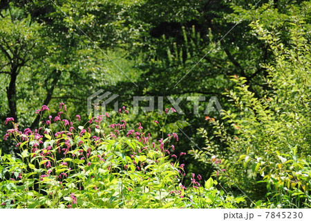 8月花　オオケタデ・タデ科02 7845230