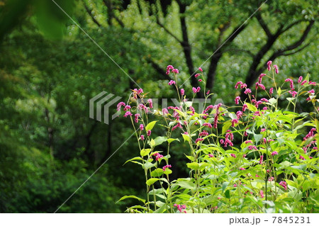 8月花　オオケタデ・タデ科01 7845231