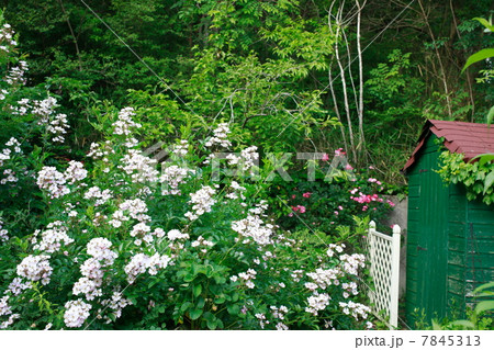 野ばらの咲く庭 野ばらの咲く庭 7845313