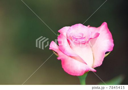 バラ バラ 7845415