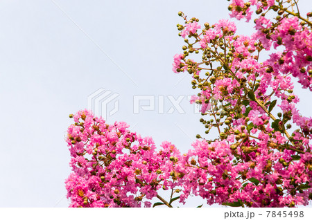 サルスベリ 7845498