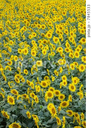 ひまわり畑の一面のひまわり ひまわり畑の一面のひまわり 7845533