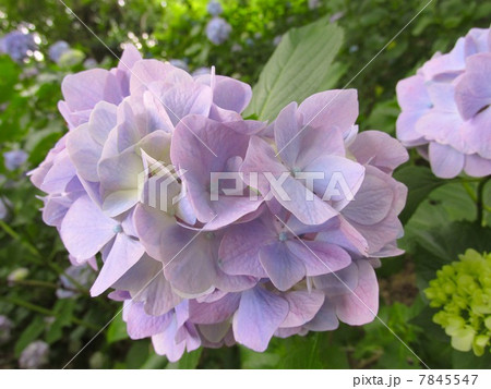 神戸市立森林植物園のあじさい (ハート型) 神戸市立森林植物園のあじさい (ハート型) 7845547