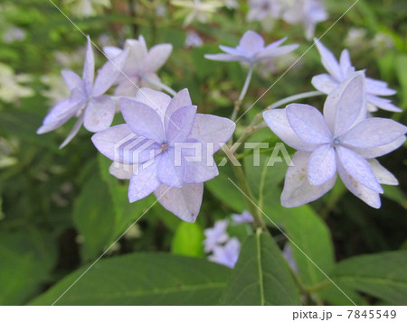 神戸市立森林植物園のあじさい シチダンカ 神戸市立森林植物園のあじさい シチダンカ 7845549