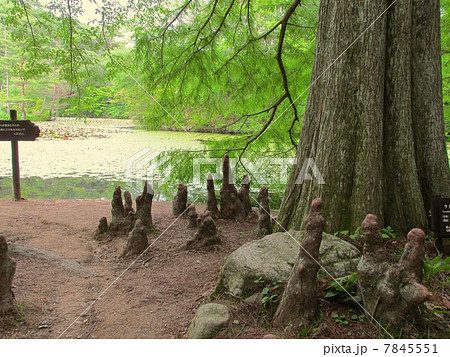 神戸市立森林植物園のラクウショウ 神戸市立森林植物園のラクウショウ 7845551