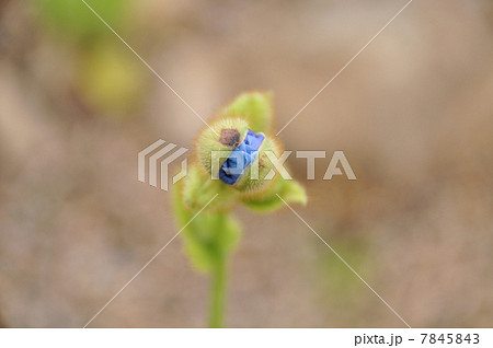 青いけしの花の蕾 7845843