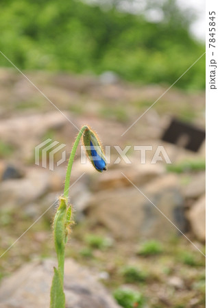 青いけしの花の蕾 青いけしの花の蕾 7845845