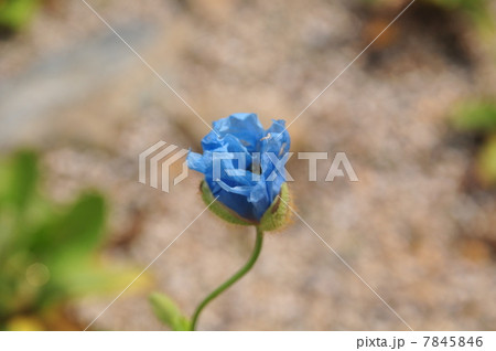 咲き始めの青いけしの花 咲き始めの青いけしの花 7845846
