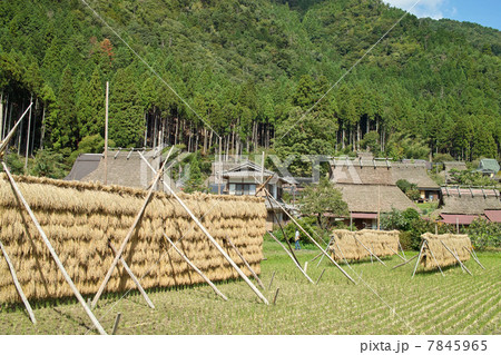 美山の稲干し 7845965