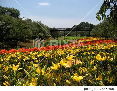 スカシユリ 7845966