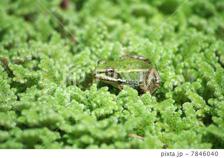 トウキョウダルマガエル トウキョウダルマガエル 7846040