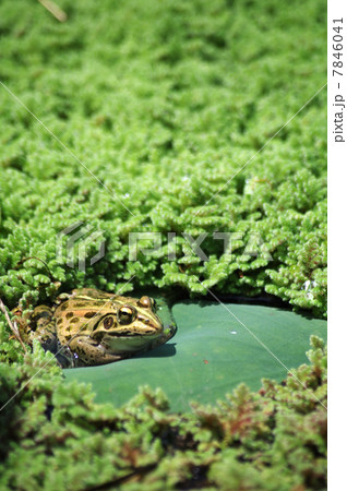 トウキョウダルマガエル 7846041